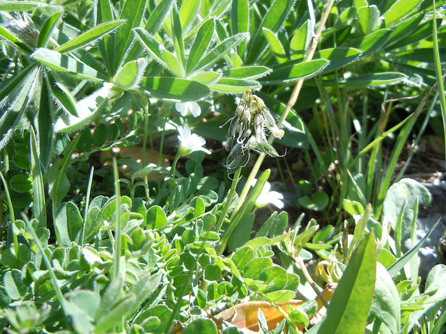 Astragale des alpes (Astragalus alpinus)