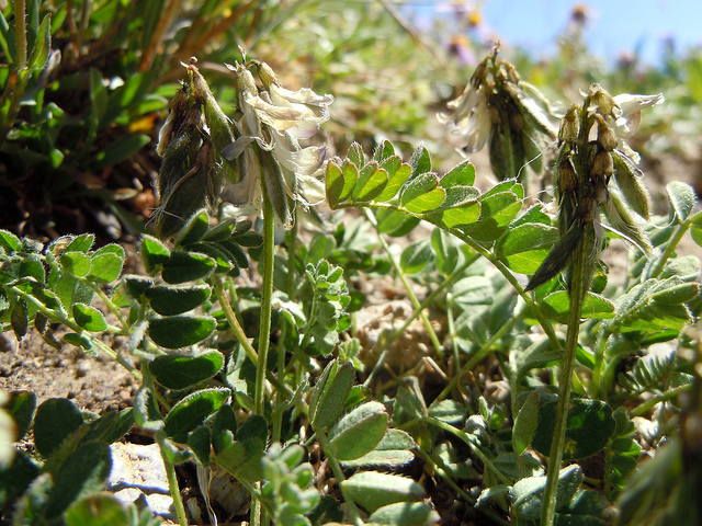 Astragale des alpes