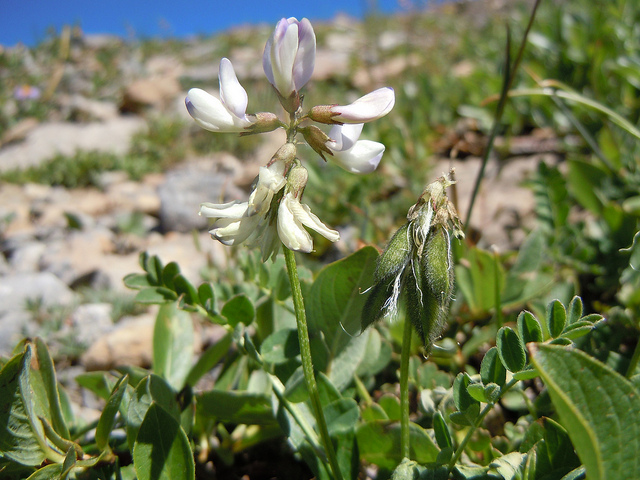Astragale des alpes