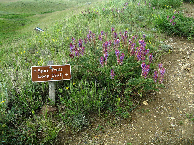 Astragalus bisulcatus