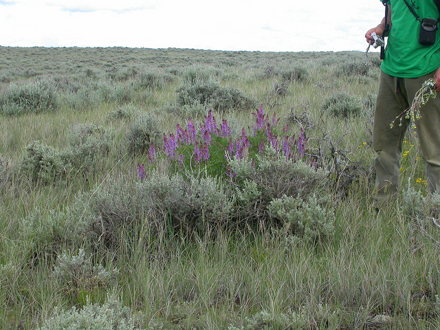 Astragalus bisulcatus