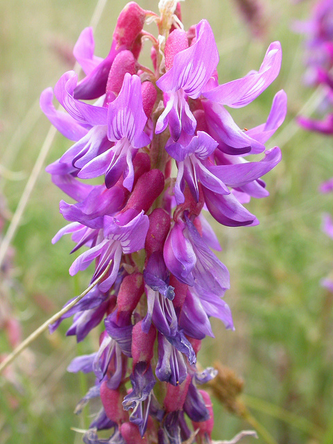 Astragalus bisulcatus