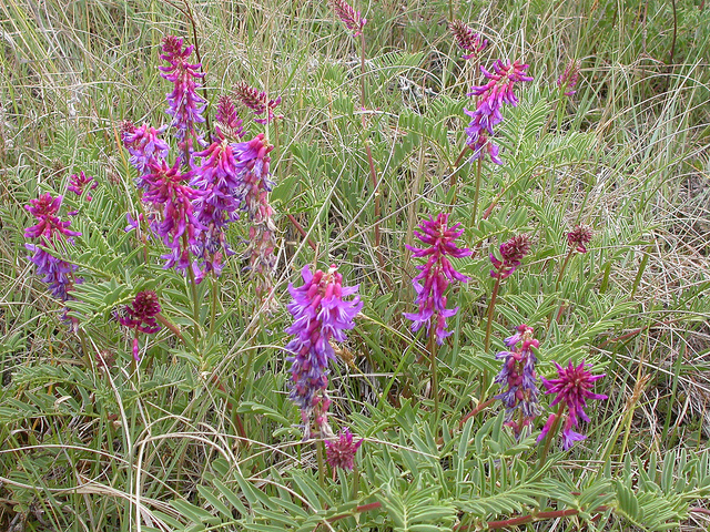 Astragalus bisulcatus
