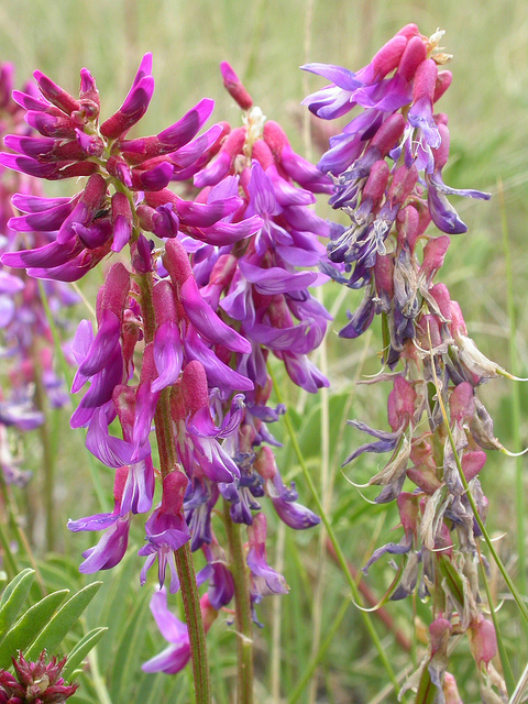 Astragalus bisulcatus