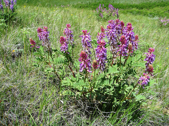 Astragalus bisulcatus (Astragalus bisulcatus)