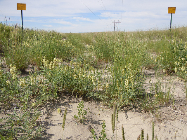 Astragalus canadensis (Astragalus canadensis)