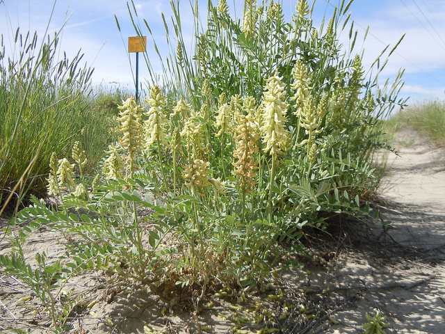 Astragalus canadensis