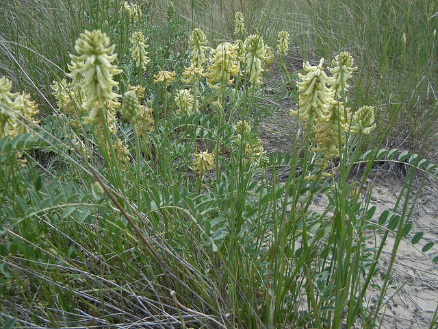 Astragalus canadensis