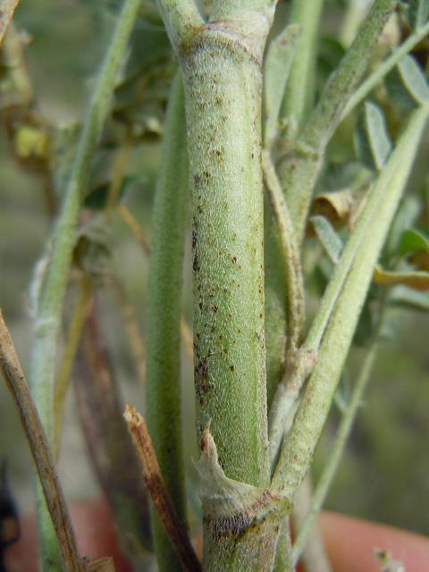 Astragalus canadensis