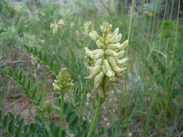 Astragalus canadensis