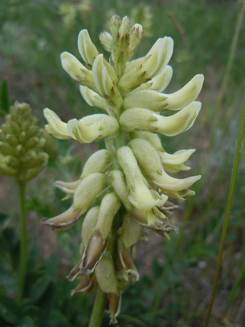 Astragalus canadensis
