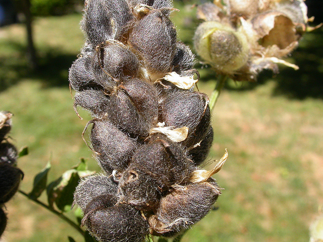Astragale pois-chiche