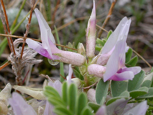 Astragalus crassicarpus