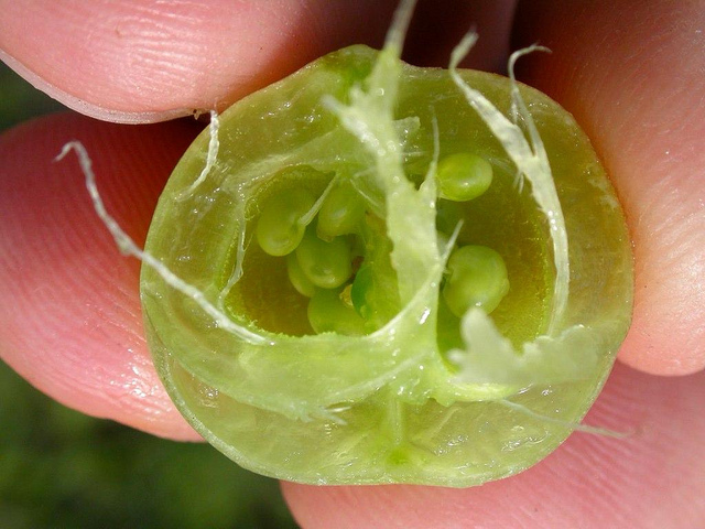 Astragalus crassicarpus