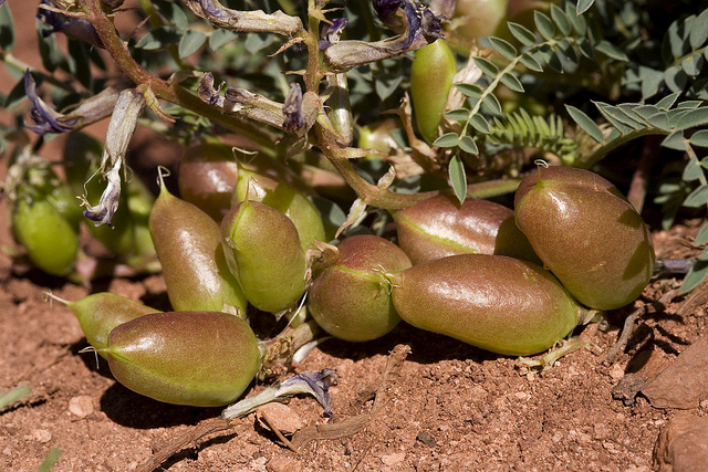 Astragalus crassicarpus