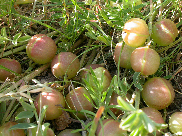 Astragalus crassicarpus (Astragalus crassicarpus)