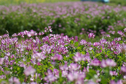 Astragale du danemark (Astragalus danicus)