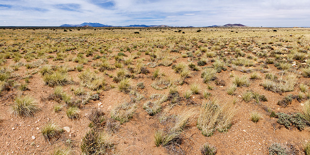 Astragale nain (Astragalus depressus)