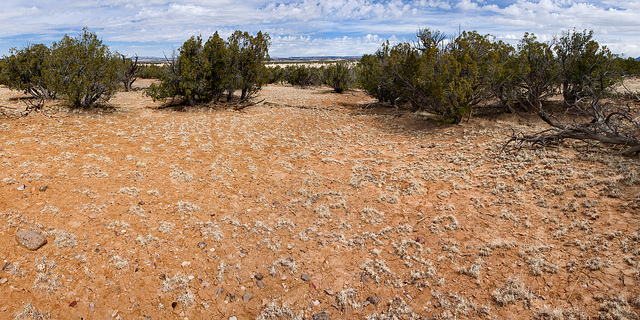 Astragalus edulis