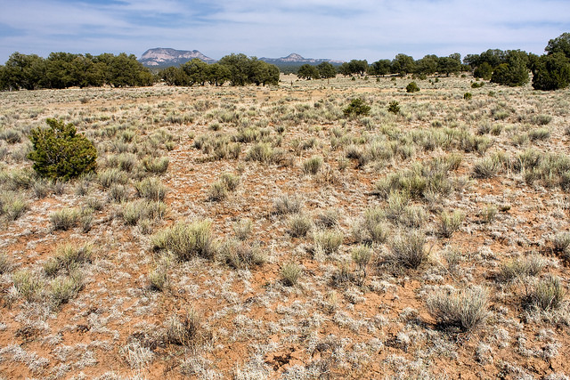 Astragalus edulis