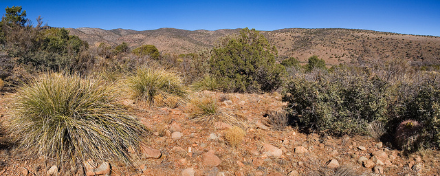 Astragalus edulis