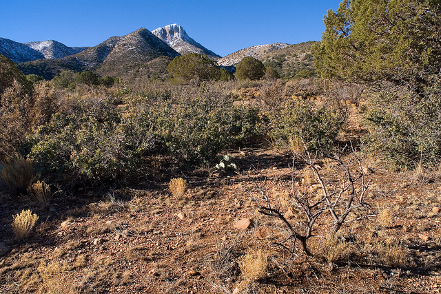 Astragalus edulis