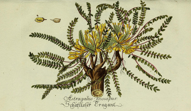 Astragale à tiges courtes (Astragalus exscapus)