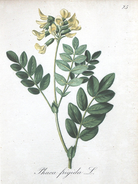Astragale des frimas
