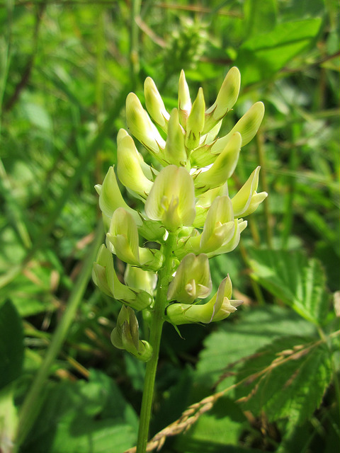 Astragale à feuilles de réglisse (Astragalus glycyphyllos)
