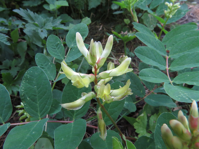 Astragale à feuilles de réglisse