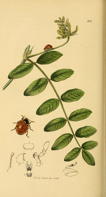 Astragale à feuilles de réglisse