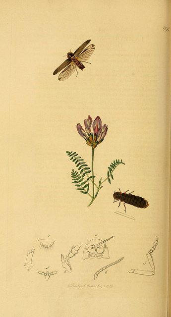 Astragale pourpre (Astragalus hypoglottis)
