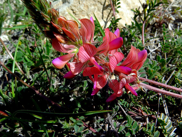Astragale blanchâtre