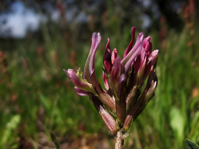 Astragale blanchâtre (Astragalus incanus)