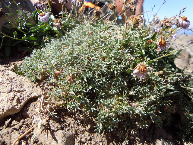 Astragalus kentrophyta