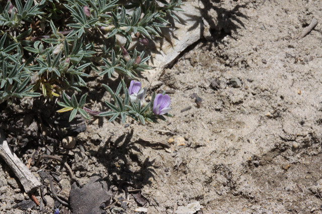 Astragalus kentrophyta