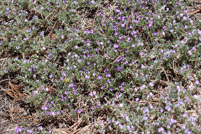 Astragalus kentrophyta (Astragalus kentrophyta)