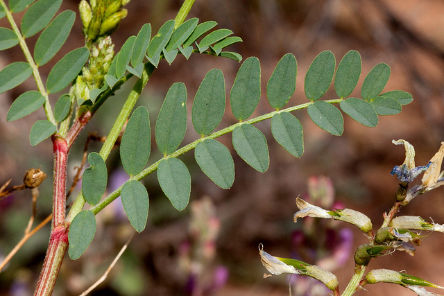 Astragalus lentiginosus