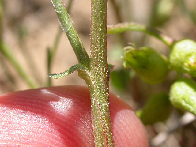 Astragalus lentiginosus