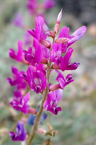 Astragalus lentiginosus