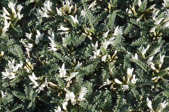 Astragale adragant (Astragalus massiliensis)