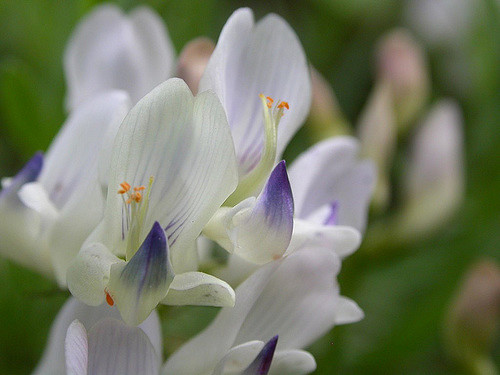 Astragalus miser