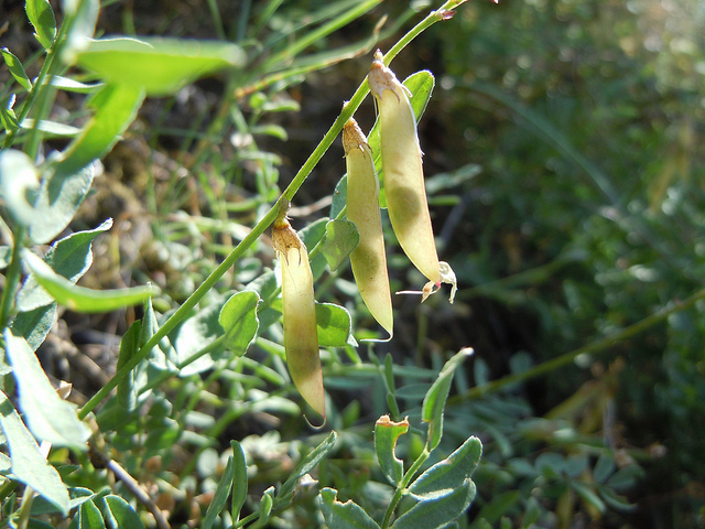Astragalus miser