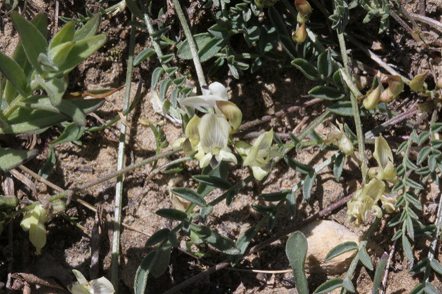 Astragalus miser