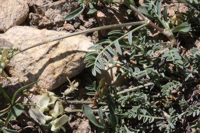 Astragalus miser