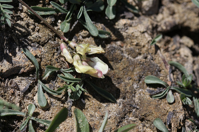 Astragalus miser