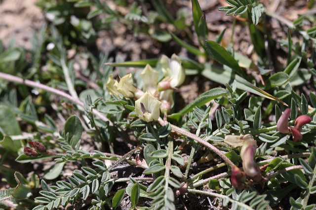 Astragalus miser (Astragalus miser)