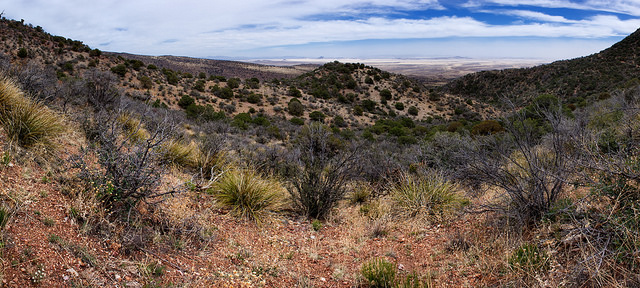 Astragalus mollissimus