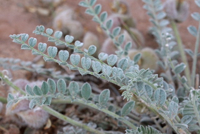 Astragalus mollissimus