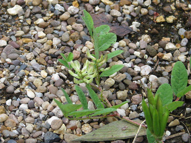 Astragale de montpellier